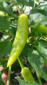 Garden photos, 11.7.2016