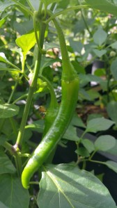 Garden photos, 11.7.2016