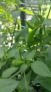 Garden photos, 11.7.2016