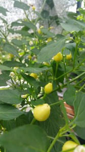 Garden photos, 11.7.2016