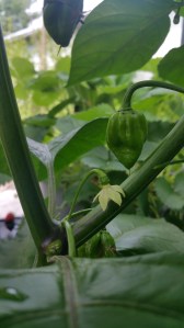 Garden photos, 11.7.2016