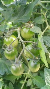 Garden photos, 11.7.2016