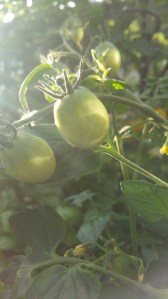 Garden photos, 11.7.2016