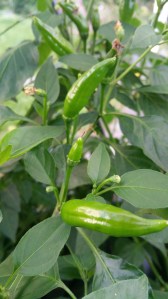 Garden photos, 11.7.2016