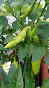 Garden photos, 11.7.2016