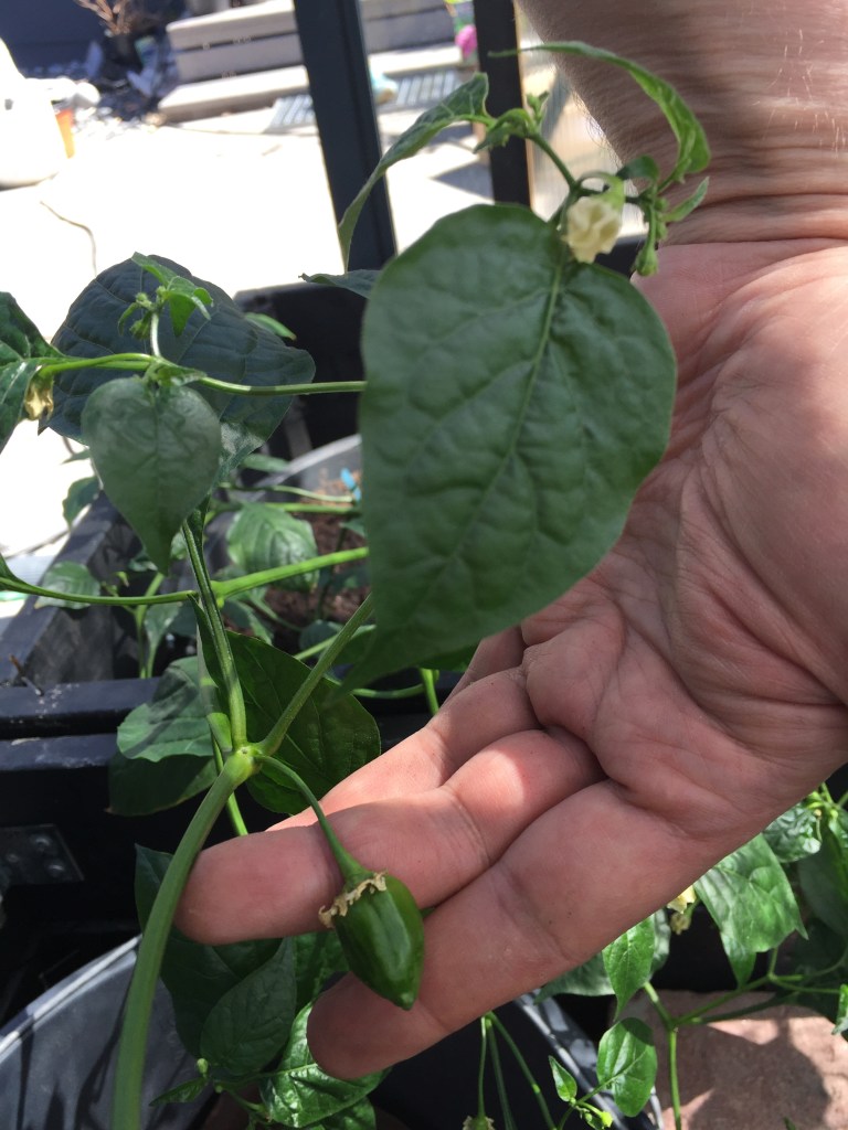 2017-05-21 13.06.31-1