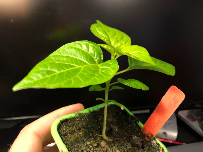 7pot Primo Orange (C. chinense), mid-April 2018