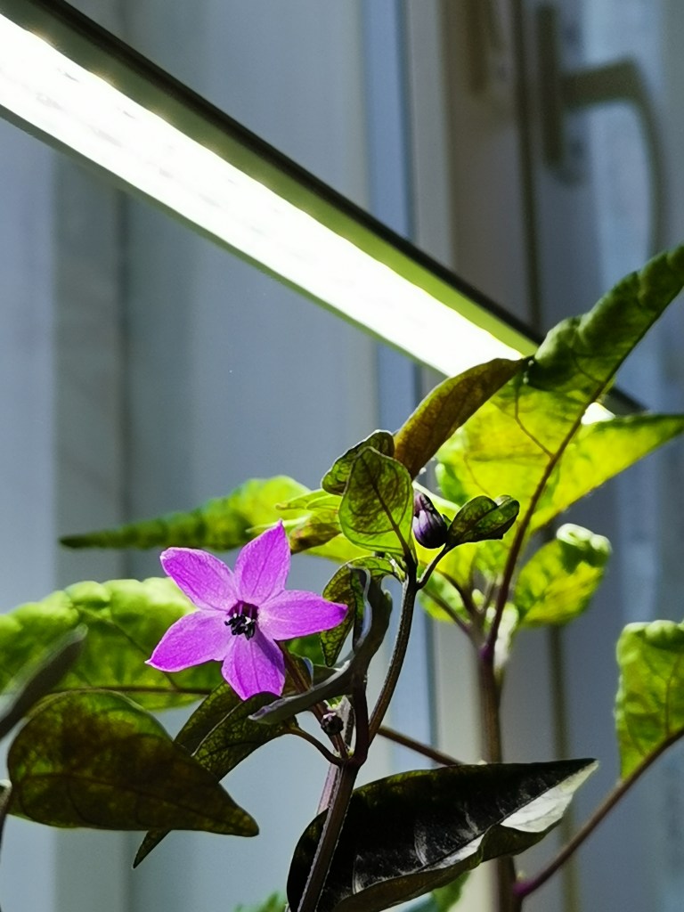 bolivian-rainbow-flower