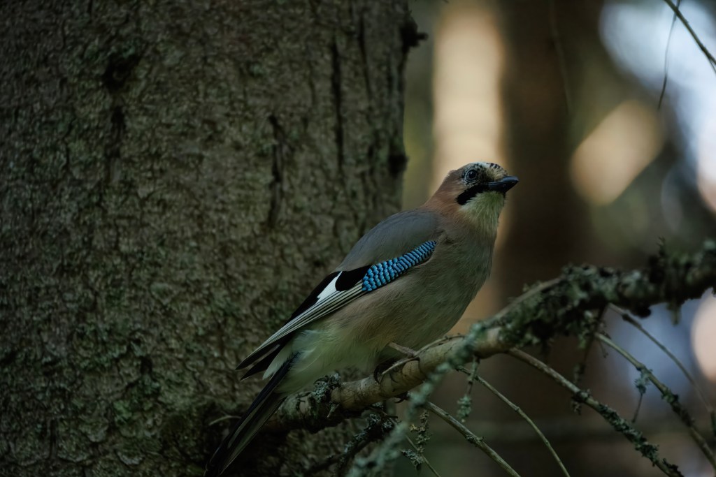 "Muokkaamaton närhi", eli edellisen kuvan (lähes) originaaliversio.